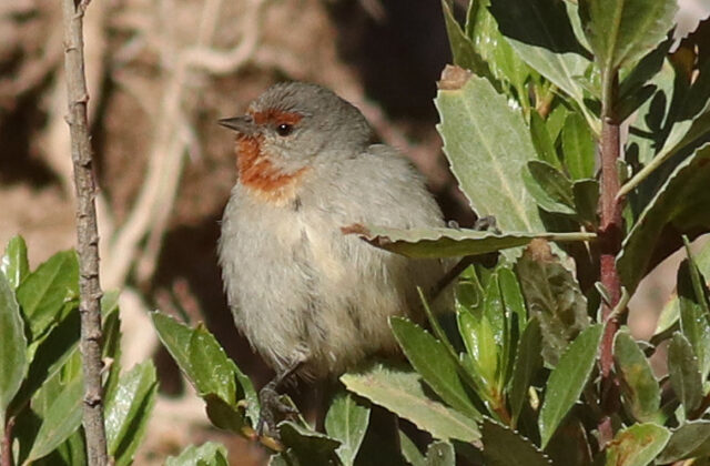 Tamarugo Conebill