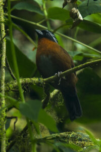Tanager Finch