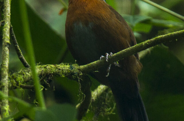 Tanager Finch