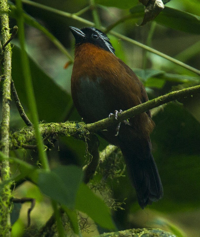 Tanager Finch