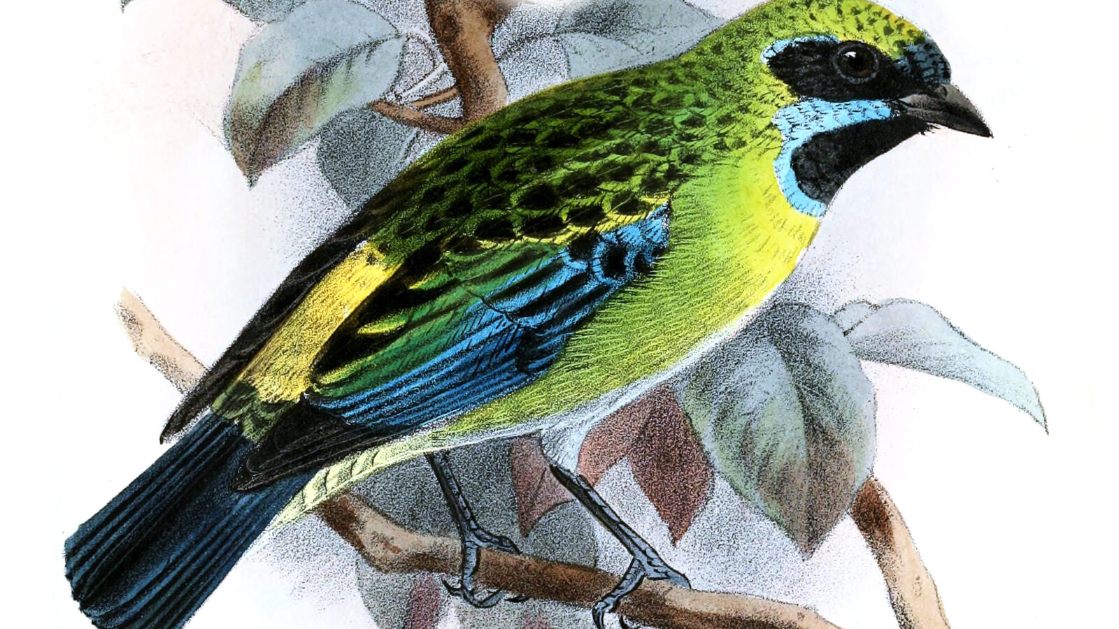 Blue-whiskered Tanager