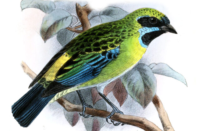 Blue-whiskered Tanager