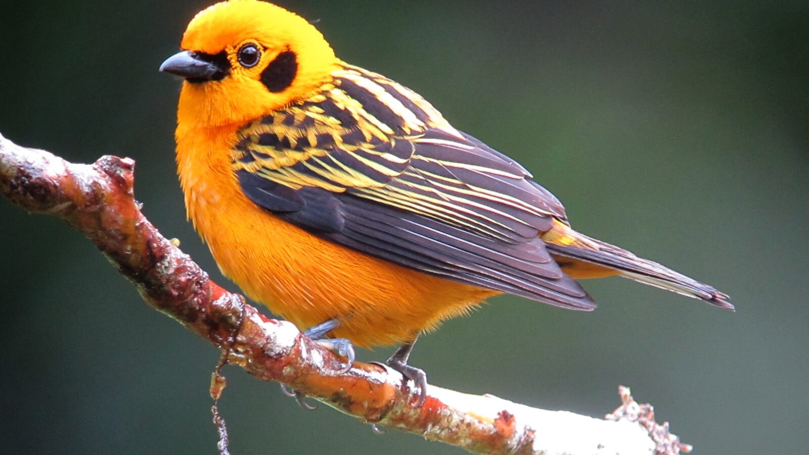 Golden Tanager