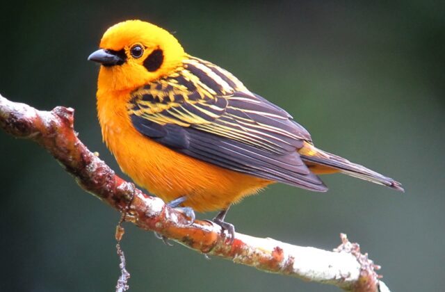 Golden Tanager