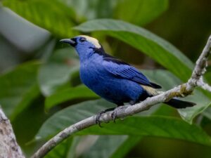 Opal-crowned Tanager