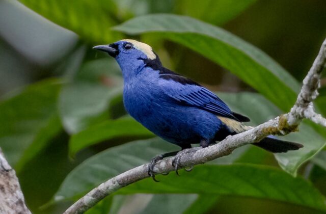 Opal-crowned Tanager