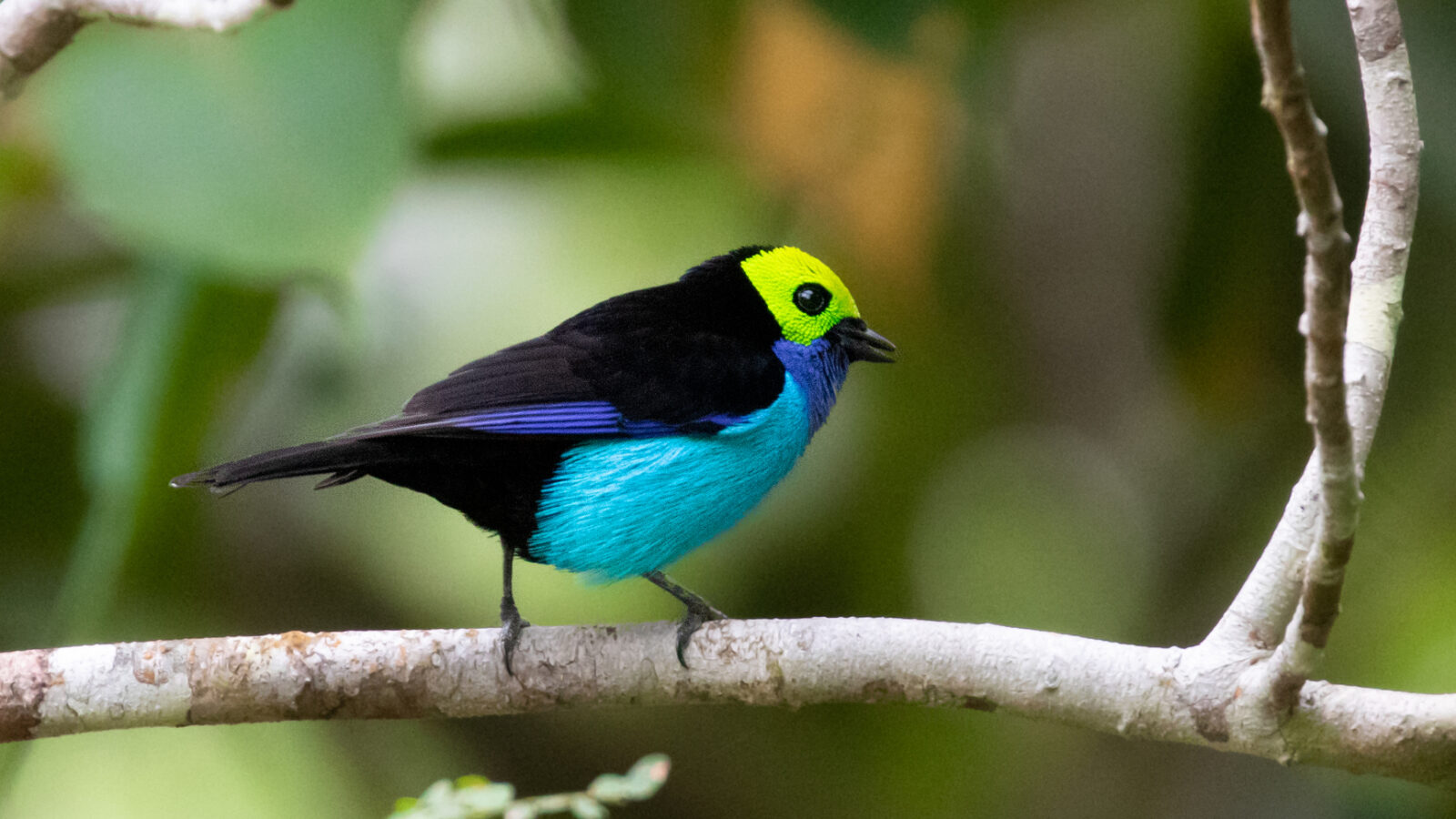 Paradise Tanager