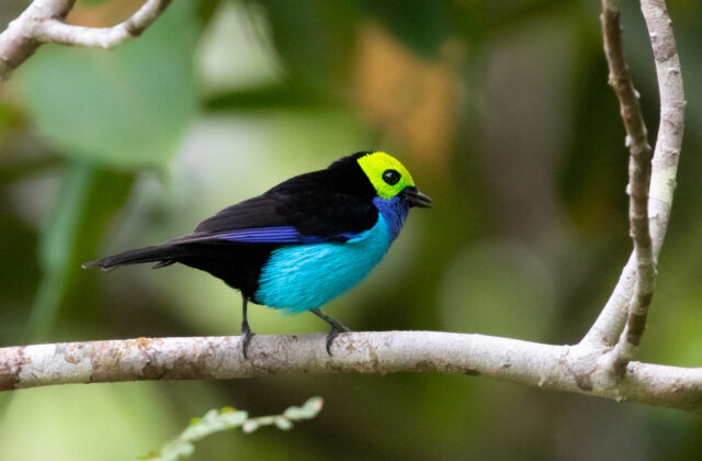 Paradise Tanager