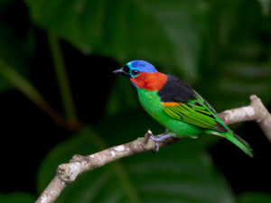 Red-necked Tanager