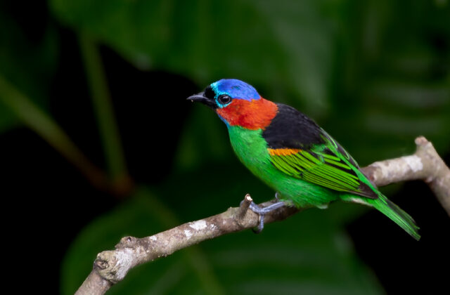 Red-necked Tanager