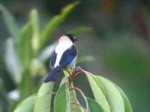 Black-headed Tanager