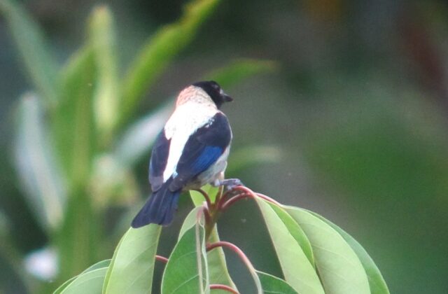 Black-headed Tanager