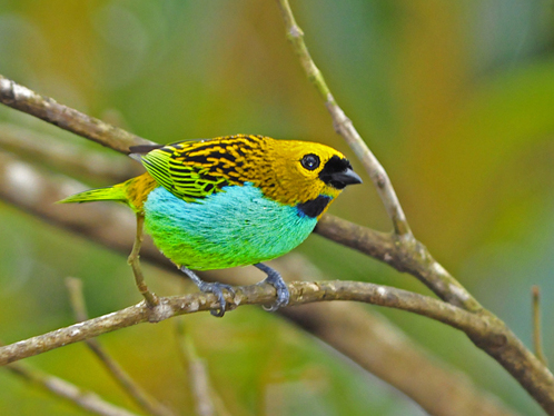 Gilt-edged Tanager