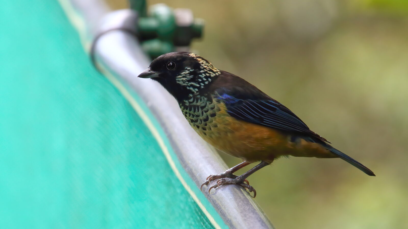 Spangle-cheeked Tanager