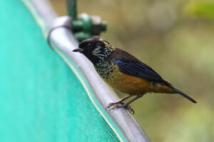 Spangle-cheeked Tanager