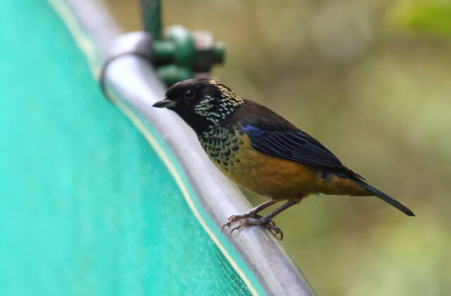 Spangle-cheeked Tanager