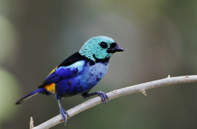 Seven-colored Tanager