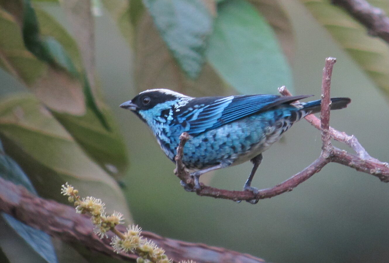 Beryl-spangled Tanager