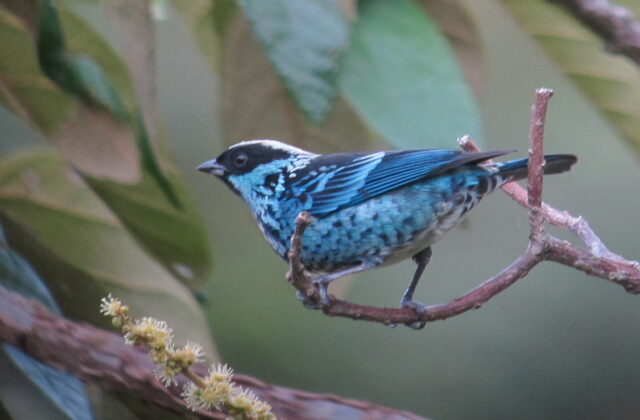 Beryl-spangled Tanager