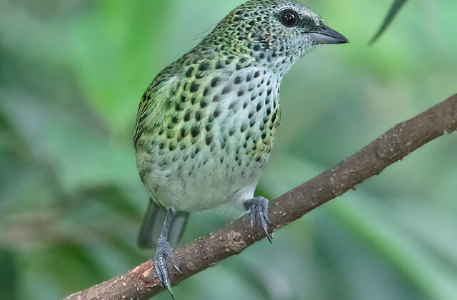 Spotted Tanager
