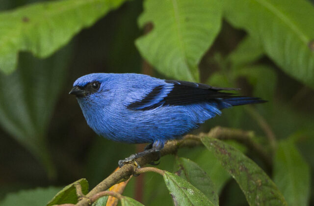 Blue-and-black Tanager