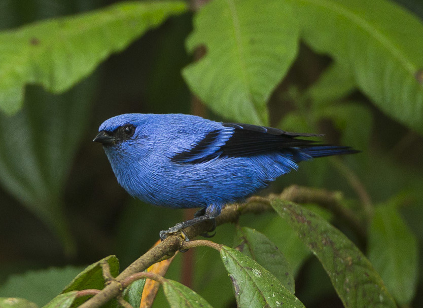 Blue-and-black Tanager