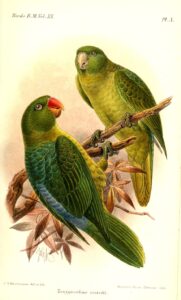 Blue-backed Parrot