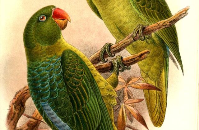 Blue-backed Parrot
