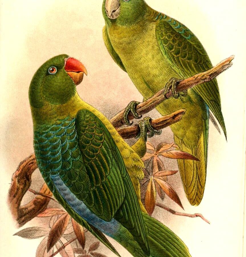 Blue-backed Parrot