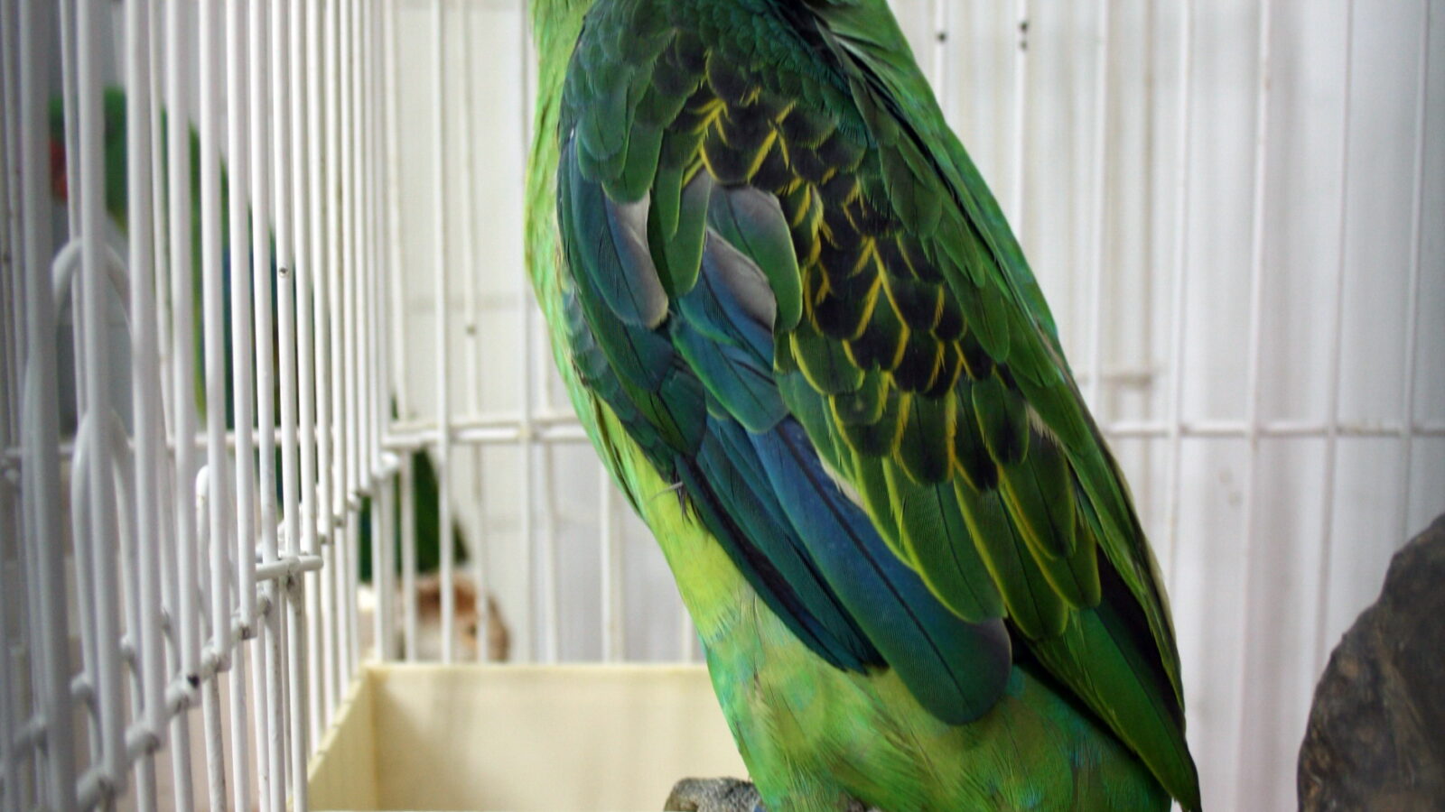 Great-billed Parrot