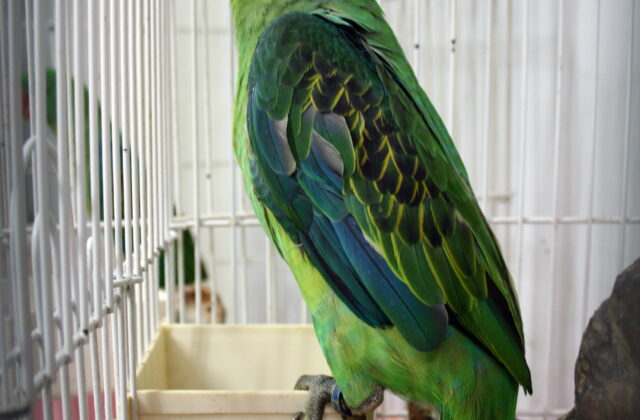 Great-billed Parrot