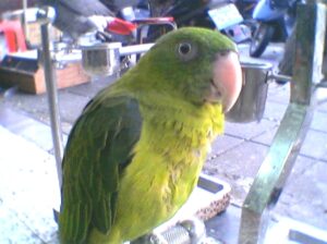 Azure-rumped Parrot