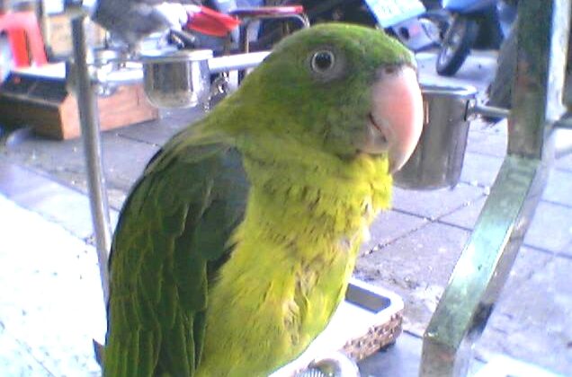 Azure-rumped Parrot