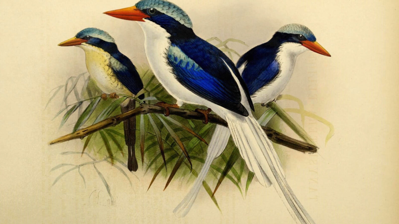 Kofiau Paradise Kingfisher