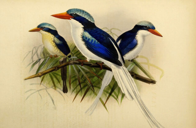 Kofiau Paradise Kingfisher