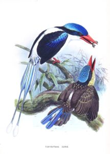 Common Paradise Kingfisher