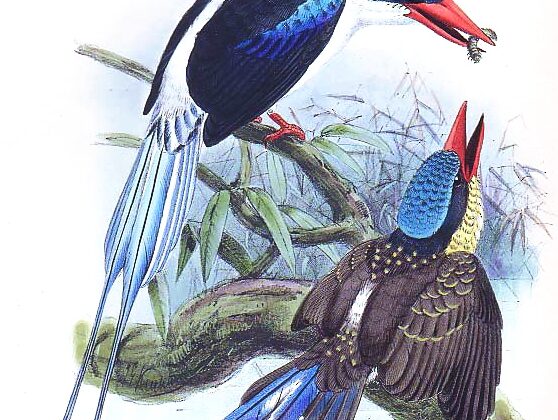 Common Paradise Kingfisher