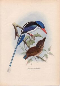 Little Paradise Kingfisher