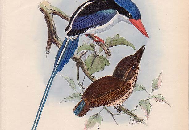 Little Paradise Kingfisher