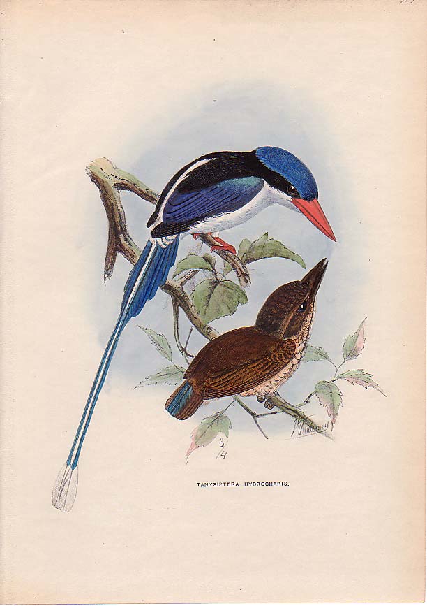 Little Paradise Kingfisher