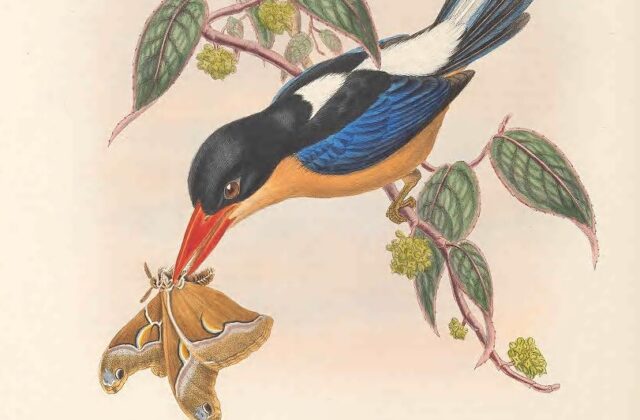 Black-capped Paradise Kingfisher