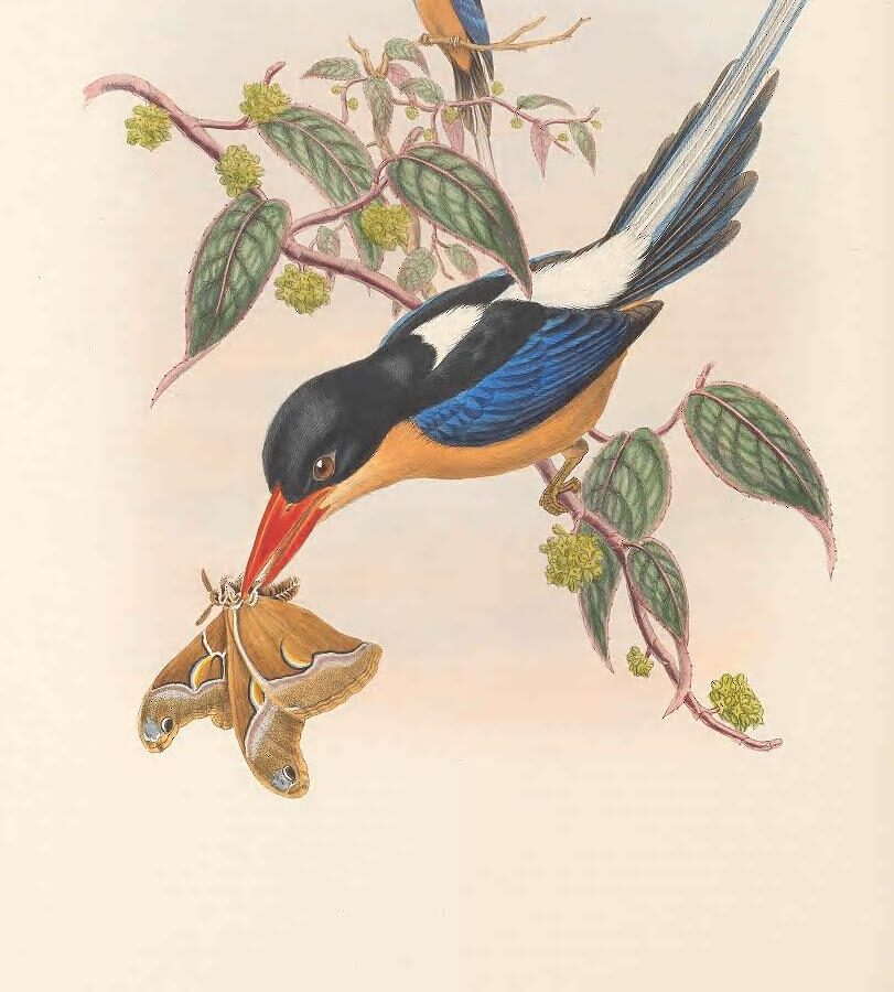 Black-capped Paradise Kingfisher