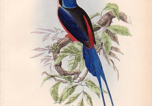 Red-breasted Paradise Kingfisher