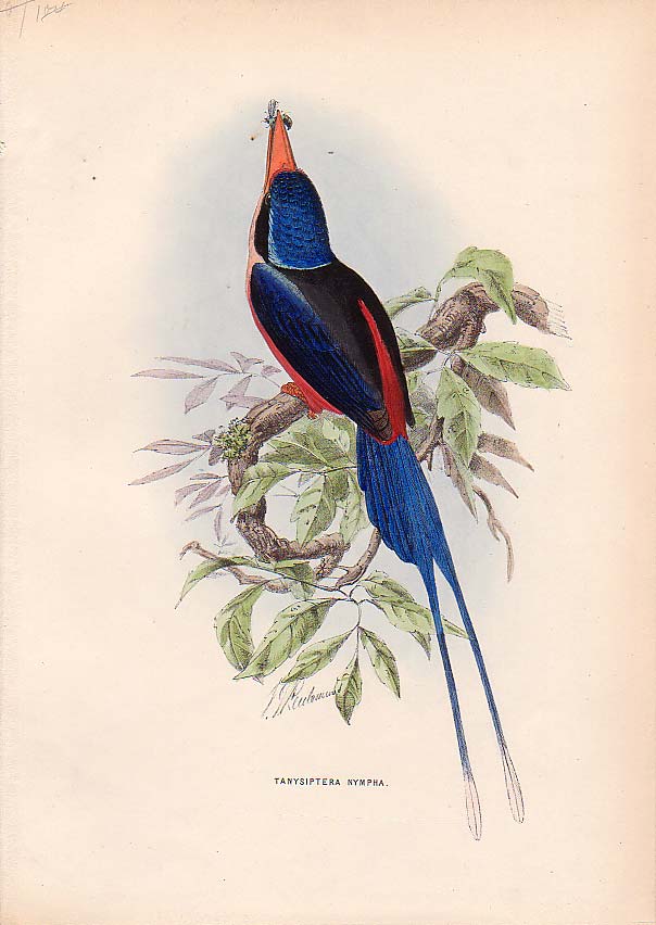 Red-breasted Paradise Kingfisher