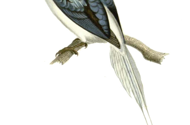 Biak Paradise Kingfisher