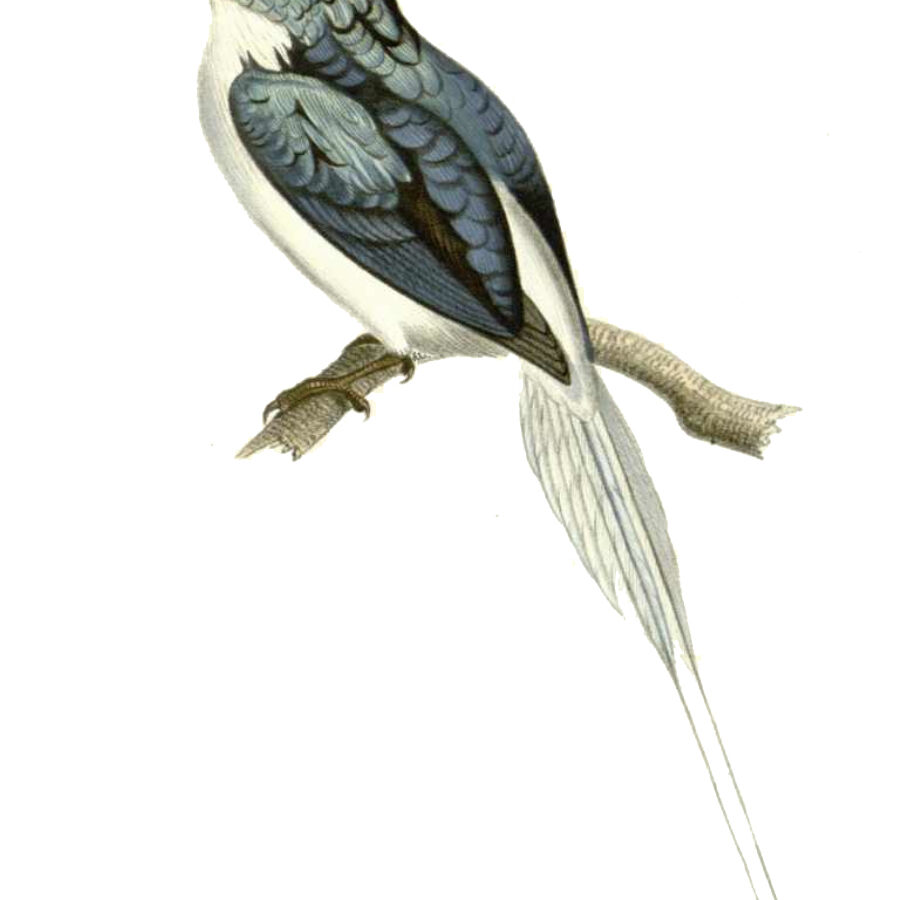 Biak Paradise Kingfisher