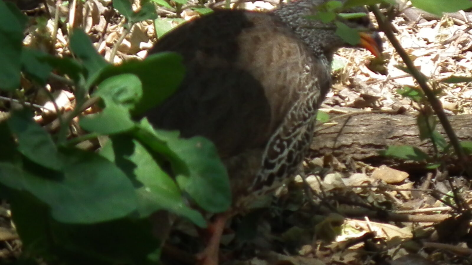 Hildebrandt’s Spurfowl