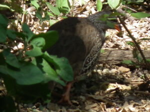Hildebrandt’s Spurfowl