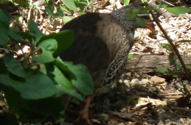 Hildebrandt’s Spurfowl