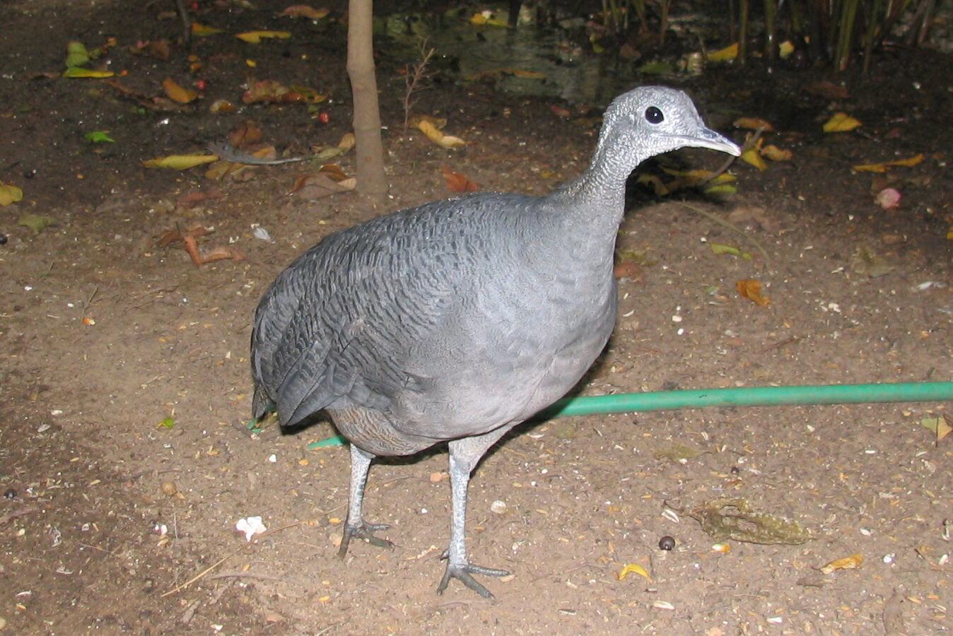 Grey Tinamou